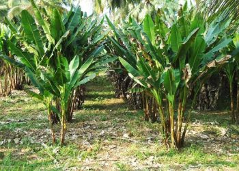 PT. SIM Buka Sayap Operasi di Waesamu, Patut Dicurigai