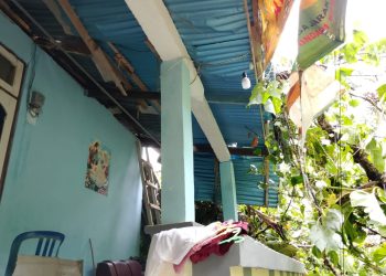 Diguyur Hujan dan Angin Kencang, Pohon Tumbang Timpah Rumah di Ambon