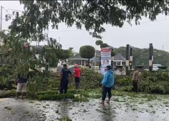 Lagi, Pohon Tumbang Timpah Ruas Jalan di Kota Ambon