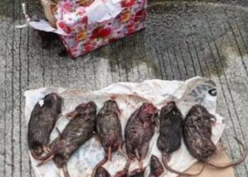 Tempo Kembali Mendapat Kiriman Bangkai Hewan, Kali ini Tikus yang Dipenggal