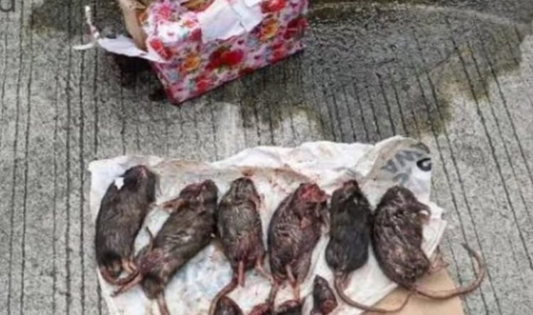 Tempo Kembali Mendapat Kiriman Bangkai Hewan, Kali ini Tikus yang Dipenggal