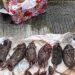 Tempo Kembali Mendapat Kiriman Bangkai Hewan, Kali ini Tikus yang Dipenggal