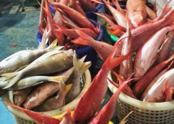 15 Ton Ikan Segar Tual Senilai Rp3,3 M Siap Diekspor ke Vietnam, Renuat Dukung Maluku Integrated Port
