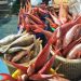15 Ton Ikan Segar Tual Senilai Rp3,3 M Siap Diekspor ke Vietnam, Renuat Dukung Maluku Integrated Port