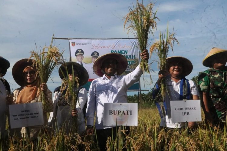 Maluku Tengah Menuju Lumbung Pangan Nasional! Panen Raya di Wailoping Bukti Nyata Komitmen Bupati Zulkarnain