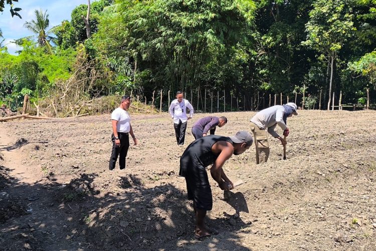 Harapan Sukses dan Berhasil, Lapas Wahai Garap Lahan Baru Dukung Ketahanan Pangan