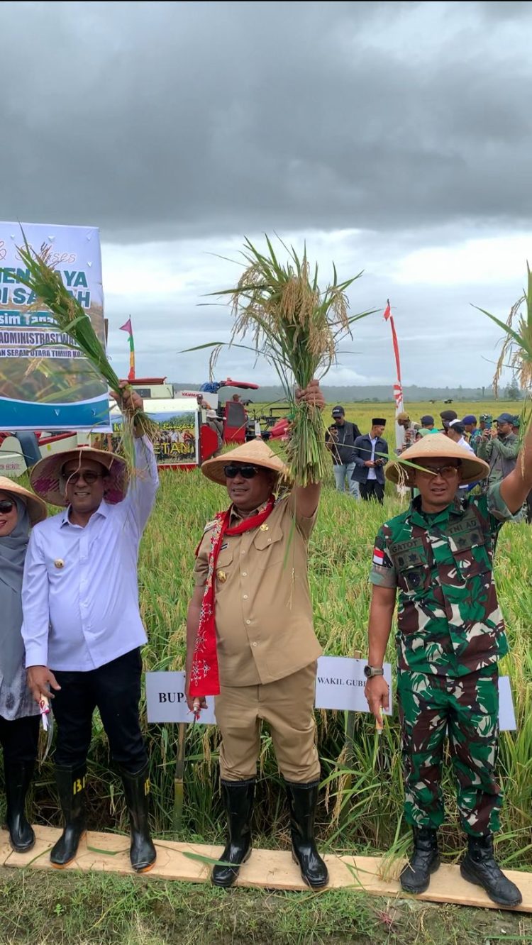 Dari Sawah ke Ketahanan Pangan: Wagub Maluku Panen Raya di Waisaih, Gaungkan Semangat Swasembada