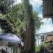 Pohon Tua di Jalan Utama Waiheru Dinilai Ancam Keselamatan Warga