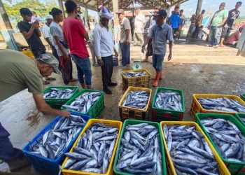 Pengelola Cold Storage Pemda Malteng Bantah Isu Keterlibatan Oknum Polairud di Banda