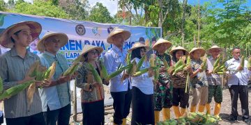 Bukti Sukses Ketahanan Pangan, Panen Raya Jagung di Lapas Wahai Capai 1,2 Ton