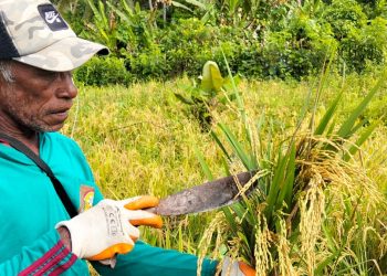 Program Pangan Lokal Negeri Yaputih Hasilkan Padi Gogo, Bukti Nyata Ketahanan Pangan Desa