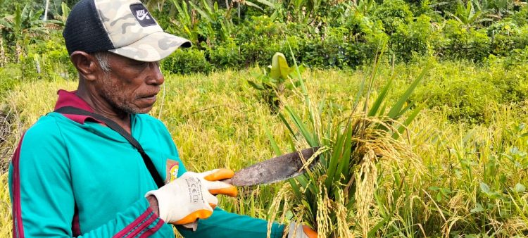 Program Pangan Lokal Negeri Yaputih Hasilkan Padi Gogo, Bukti Nyata Ketahanan Pangan Desa