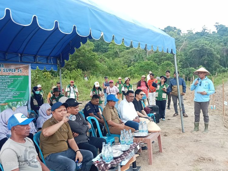 Salawaku Milenial Garden Pelopori Pertanian Modern, Tanam Jagung NB Super F1 Bersama Lintas Organisasi