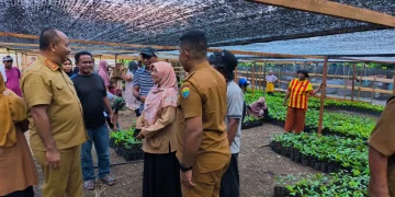 Kembalikan Kejayaan Rempah Maluku, Emas Hijau dari Amalatu Diproyeksikan akan Jadi Komoditas Unggulan SBB dan motor kebangkitan ekonomi Maluku