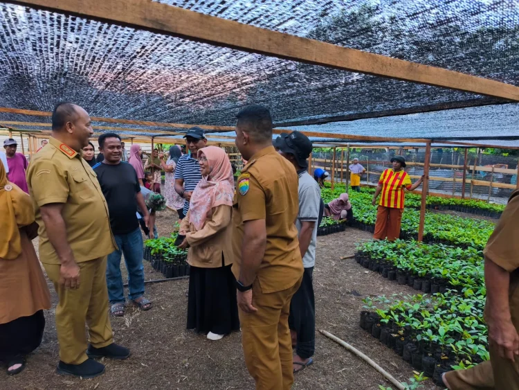 Kembalikan Kejayaan Rempah Maluku, Emas Hijau dari Amalatu Diproyeksikan akan Jadi Komoditas Unggulan SBB dan motor kebangkitan ekonomi Maluku