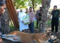 BKP-BTR Salurkan Hewan Kurban ke Warga Wetar, Perkuat Harmoni dengan Masyarakat