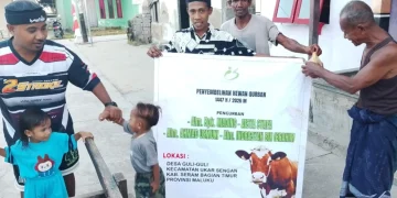 Maluku Terbanyak, Yayasan Indah Distribusikan 75 Hewan Qurban di Indonesia Timur