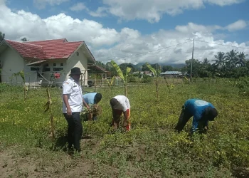 Panen Kacang Tanah di Lahan Tidur, Inovasi Camat Taniwel Timur Dukung Program Ketahanan Pangan Daerah
