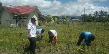 Panen Kacang Tanah di Lahan Tidur, Inovasi Camat Taniwel Timur Dukung Program Ketahanan Pangan Daerah
