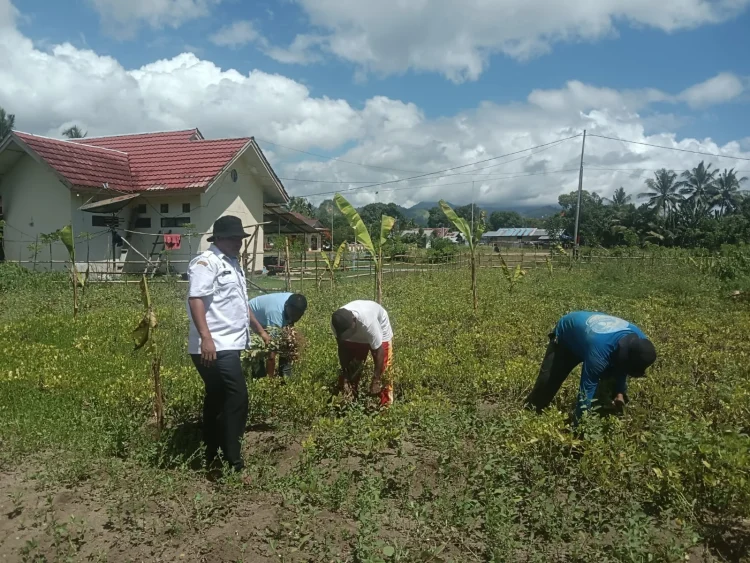 Panen Kacang Tanah di Lahan Tidur, Inovasi Camat Taniwel Timur Dukung Program Ketahanan Pangan Daerah