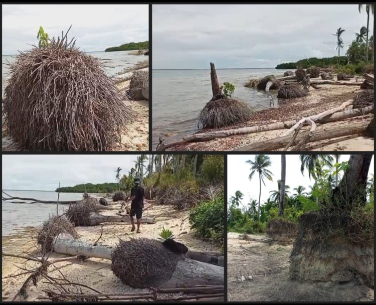 Aktivis Lingkungan Maluku Kecam Pengerukan Pasir Liar di Pantai Lermatang Tanimbar: “Ini Pembantaian Ekosistem!”